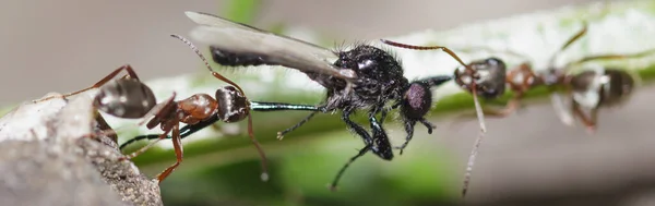 Dwie Mrówki Trzymają Szczękach Nogi Skrzydlatego Owada Łodydze Roślinnego Makra — Zdjęcie stockowe