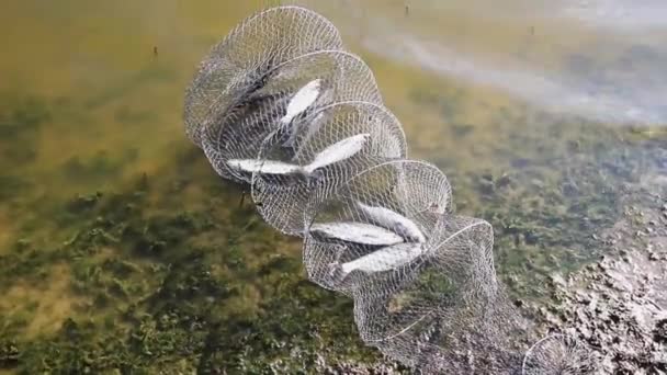 湖滨的水里放着一只装满银色小鲤鱼的笼 — 图库视频影像