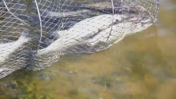 Ein Käfig Voller Fische Liegt Wasser Ufer — Stockvideo