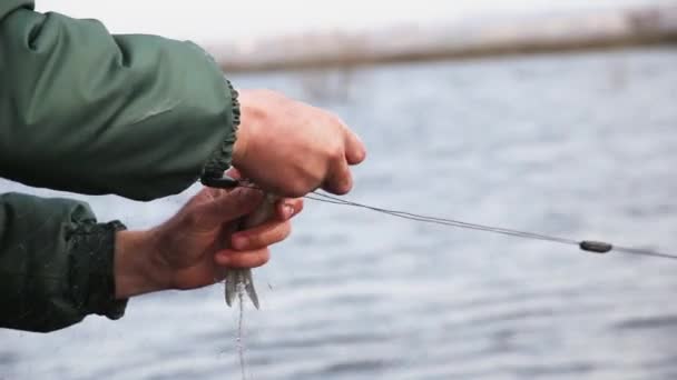 Hände Ziehen Einen Kleinen Silberkarpfen Aus Den Netzen — Stockvideo