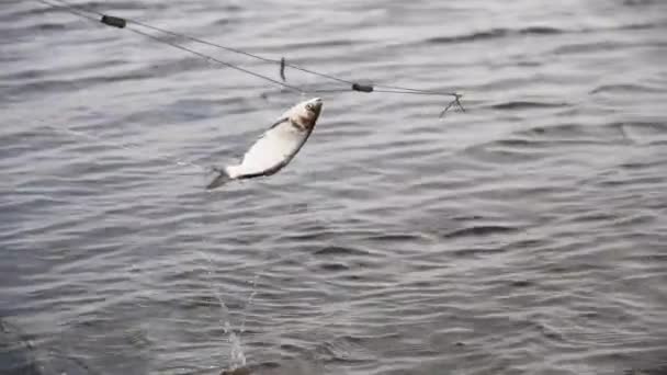 Small Silver Carp Fish Nets Swayed Wind — Stock Video