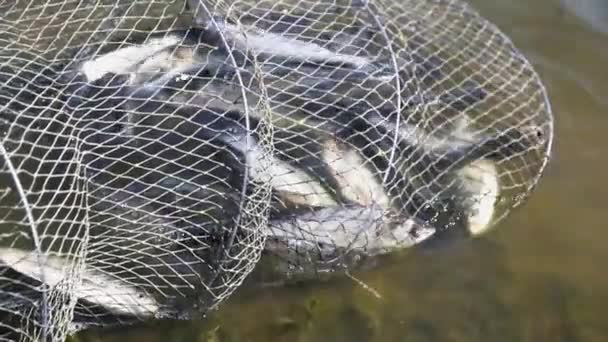 Ein Käfig Mit Kleinen Silberkarpfen Liegt Wasser Ufer — Stockvideo