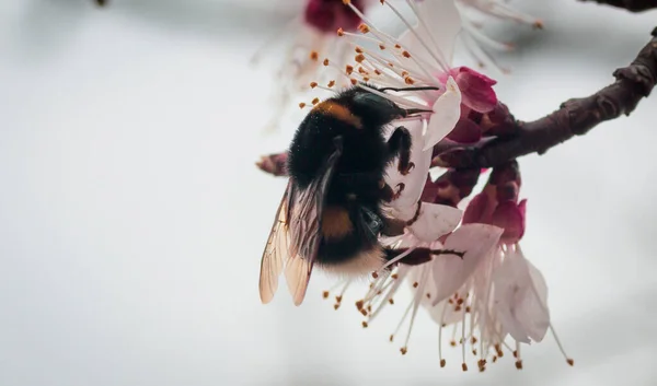 Bumblebee Coleta Pólen Uma Flor Damasco Florescente Close — Fotografia de Stock