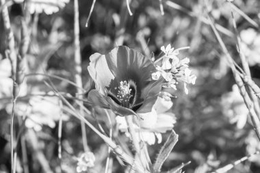  Papatyaların arasında siyah beyaz bir vadide haşhaş