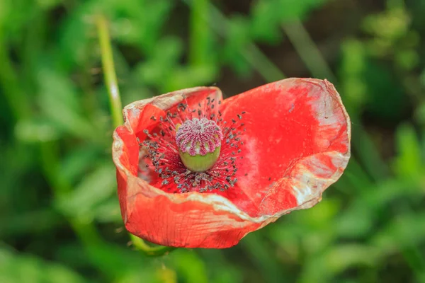 Kırmızı haşhaş yeşil çimlerde bir açıklıkta.