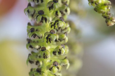 Bulanık bir arkaplanda çiçek açan bir ceviz çiçeğinin makrosu
