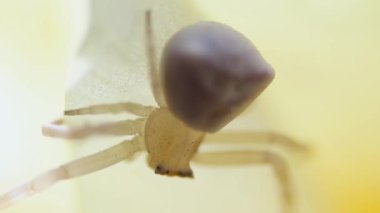 Sarı yapraklı çok küçük bir örümceğin makro videosu.