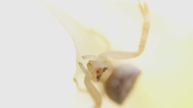 sarı yapraklı kırmızı gözlü çok küçük bir örümceğin makro videosu