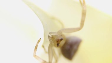 kırmızı gözlü çok küçük bir örümceğin sarı bir taç yaprağı üzerinde çenesini hareket ettiren makro videosu.