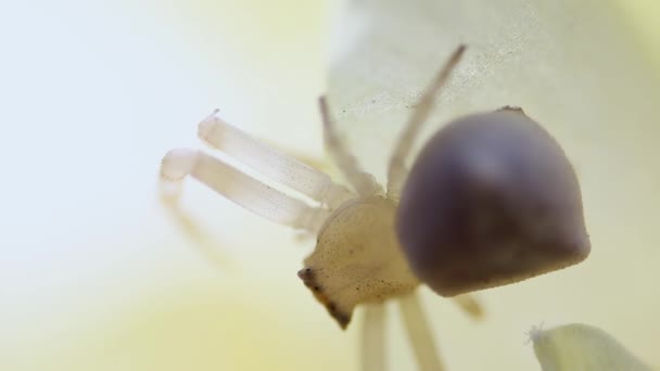 黄色花瓣顶部视图上的一个非常小的蜘蛛的宏观视频 — 图库视频影像