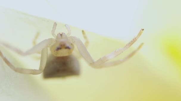 Macro Vídeo Uma Aranha Muito Pequena Uma Pétala Amarela — Vídeo de Stock