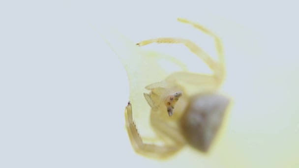 Sarı Yapraklı Çok Küçük Sarı Bir Örümceğin Makro Videosu — Stok video