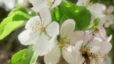  Bir arı çiçek açan bir elma ağacından diğerine hareket eder.