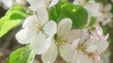 Bulanık bir arkaplanda çiçek açan güzel elma ağacı..