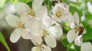 Arılarla çiçeklenen güzel elma dalı, yakın plan..