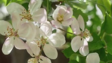 Bir elma ağacının çiçek açan dalı ve uçan bir arı