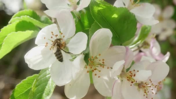 Uma Abelha Comum Recolhe Pólen Flores Florescentes Uma Árvore Maçã — Vídeo de Stock