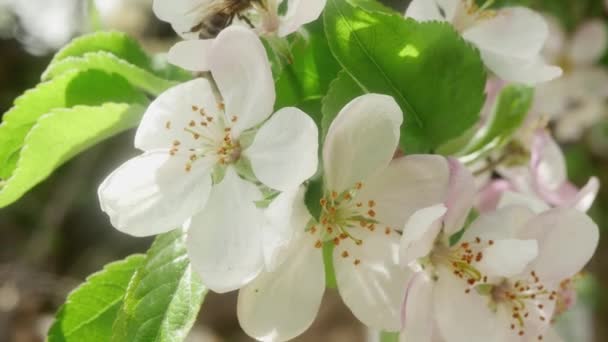 Μια Συνηθισμένη Μέλισσα Συλλέγει Γύρη Στα Ανοιξιάτικα Λουλούδια Μιας Μηλιάς — Αρχείο Βίντεο
