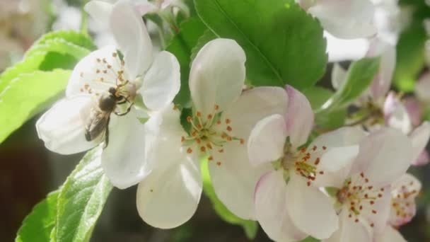 Bee Collects Pollen Flowering Apple Tree Flower — стоковое видео