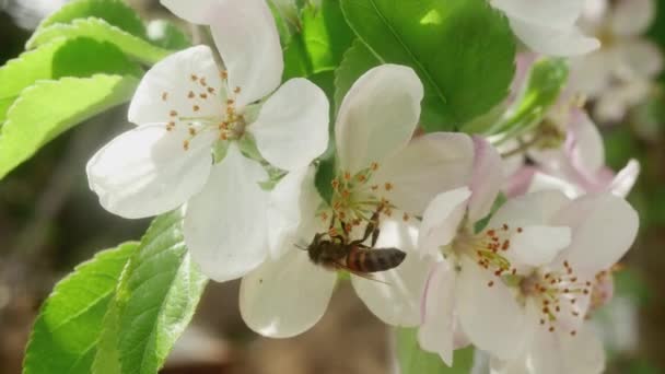 Ordinary Bee Moves One Flowering Apple Tree Flower Another — стоковое видео