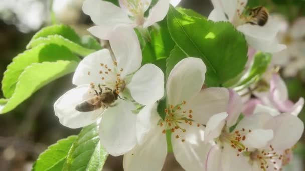 Bees Fly Away Spring Apple Blossoms — стоковое видео