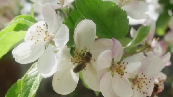 Les Abeilles Recueillent Pollen Sur Floraison Fleurs Pommier Printemps — Video