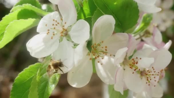 Abelhas Polinizam Ramo Uma Macieira Com Flores Florescentes — Vídeo de Stock