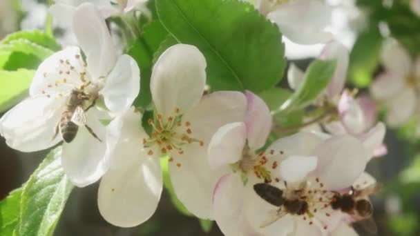 Bees Collect Pollen Blooming Spring Apple Tree Flowers Close — Stock video