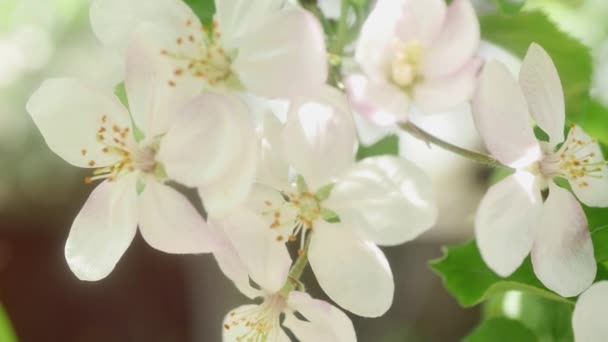 Blooming Apple Tree Flowers Blurred Background — Vídeo de Stock
