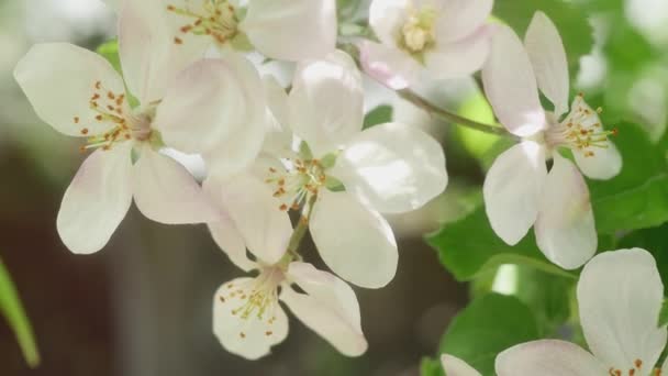 Blommande Äppelträd Blommor Svängbara Vinden — Stockvideo