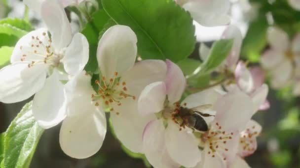 Blooming Apple Tree Flowers Bees Swayed Wind — стоковое видео