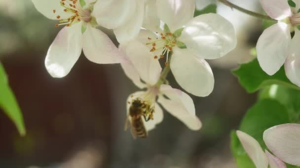 Blossoming Branch Apple Tree Bees — стоковое видео