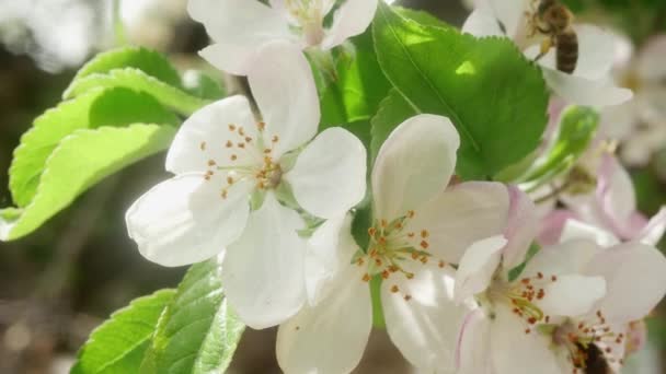 Bee Flies Away Beautiful Spring Flowers Apple Tree — стоковое видео