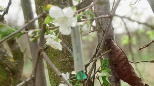 Tűvel Ellátott Fecskendő Egy Tavaszi Ágon Virágzó Virággal Miután Egy — Stock videók