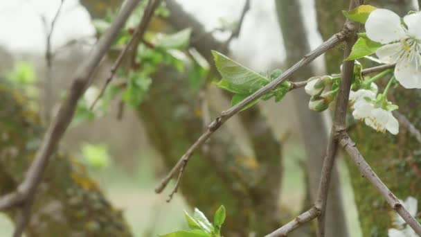 Tűvel Ellátott Fecskendő Egy Virágokkal Teli Tavaszi Ágon Miután Egy — Stock videók