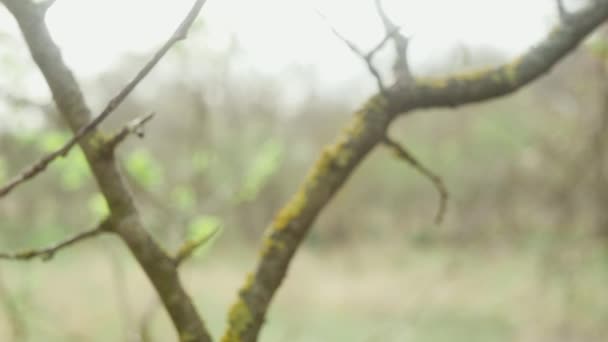 Seringue Avec Une Aiguille Sur Une Branche Ressort Après Avoir — Video