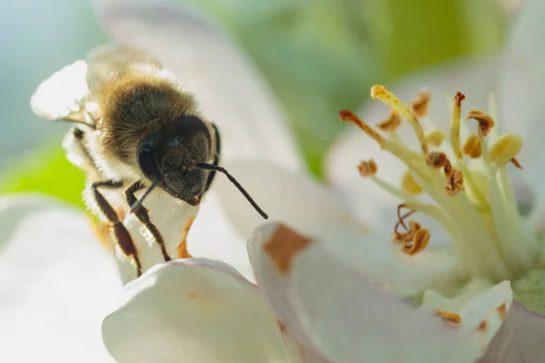 Beyaz çiçekte bal arısı, elma ağaçları, yakın plan..
