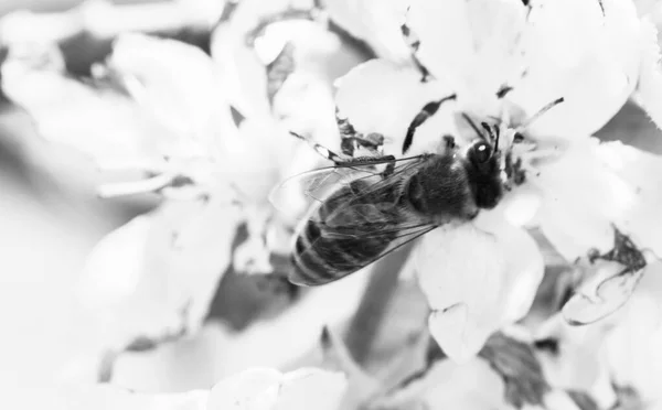 Honingbij Witte Bloem Appelboom Zwart Wit — Stockfoto