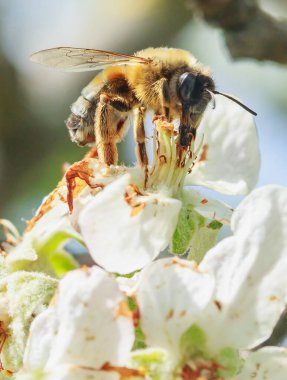  honey bee collects nectar on an apple tree flower, side view