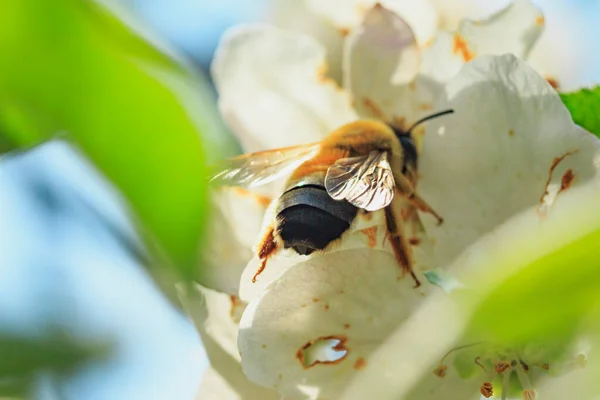 Honungsbi Ett Kronblad Blommande Blomma Från Ett Äppelträd Bakifrån — Stockfoto
