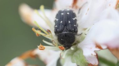  Tropinota Hiro 'nun makro videosu. Çiçek açan bir elma çiçeğinin tomurcuğuyla beslenen böcek.