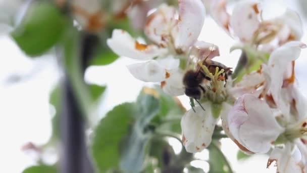 Ordinary Bee Walks Blooming Apple Flower — Video