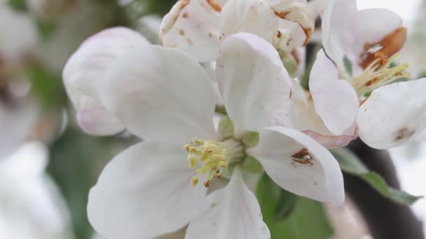 Close Spring Blooming Apple Tree Flower — Video