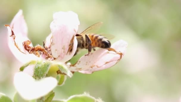 Honey Bee Collects Nectar Blooming Apple Flower Close — Video Stock