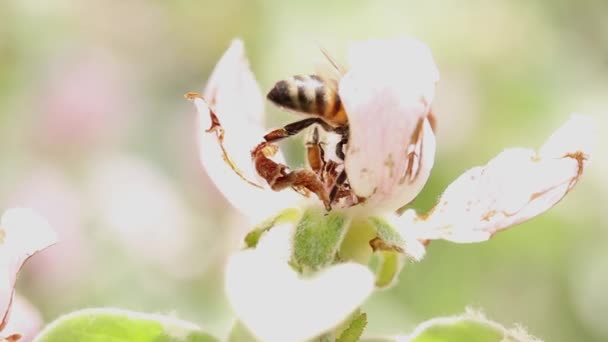 Μέλισσα Συλλέγει Νέκταρ Ένα Ανθισμένο Λουλούδι Μήλου Πλευρική Άποψη — Αρχείο Βίντεο