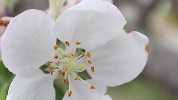 Macro Video Spring Blooming Apple Flower — Video