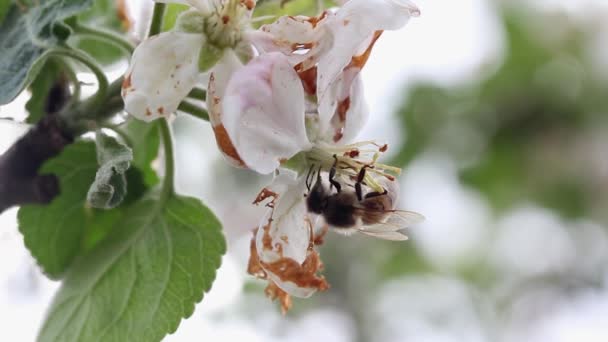 Honey Bee Walks Blossoming Apple Flower — Video