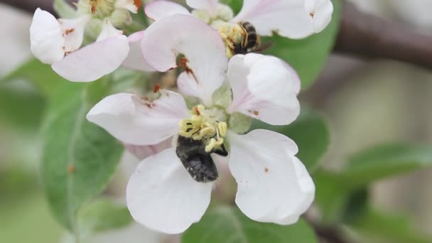 Tropinota Hirta Pest Beetle Feeds Bud Flowering Apple Tree Flower — Wideo stockowe