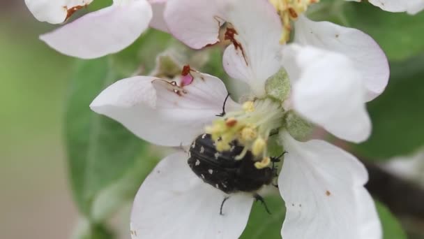 Tropinota Hirta Beetle Pest Blooming Apple Flower — Video