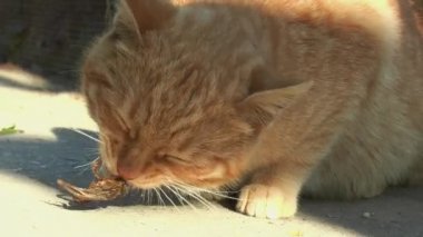young ginger cat eats insect pest Gryllotalpidae, in slow motion
